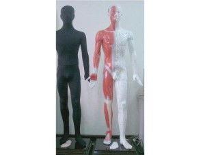 人体模型爆料视频,揭秘人体奥秘的全新视角  第2张