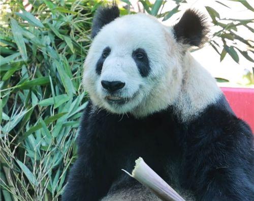 熊猫丫丫最新爆料消息,揭秘幕后真相与精彩瞬间 第3张 熊猫丫丫最新爆料消息,揭秘幕后真相与精彩瞬间 第3张